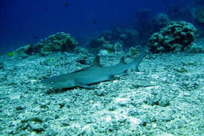 El tiburón de arrecife de punta blanca (Triaenodon obesus) de la isla de Sipadan, Borneo, Indonesia, está clasificado como Vulnerable por la UICN