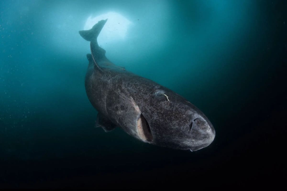 El tiburón de Groenlandia es el vertebrado más longevo de todos, ya que puede vivir hasta alrededor de 400 años