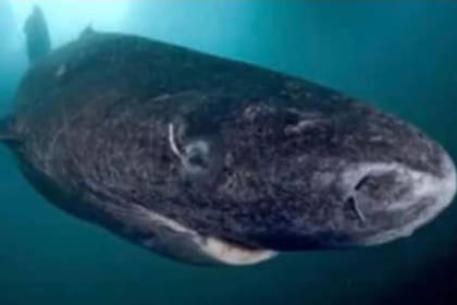 El tiburón de Groenlandia fue hallado por una embarcación turística en las proximidades de la costa del sur de Inglaterra