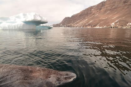 El tiburón de Groenlandia se puede encontrar en el Océano Ártico, en el Atlántico Norte y en el alto Ártico ruso (Julius Nielsen)