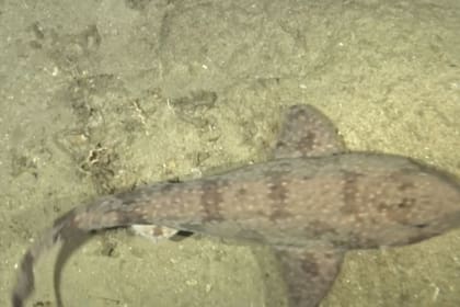 El tiburón de oleaje pintado debe su curioso nombre a su particular capacidad defensiva