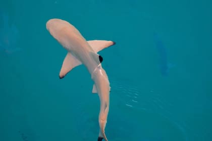 El tiburón de siete branquias es una especie de tiburón de la familia Hexanchidae / Imagen ilustrativa