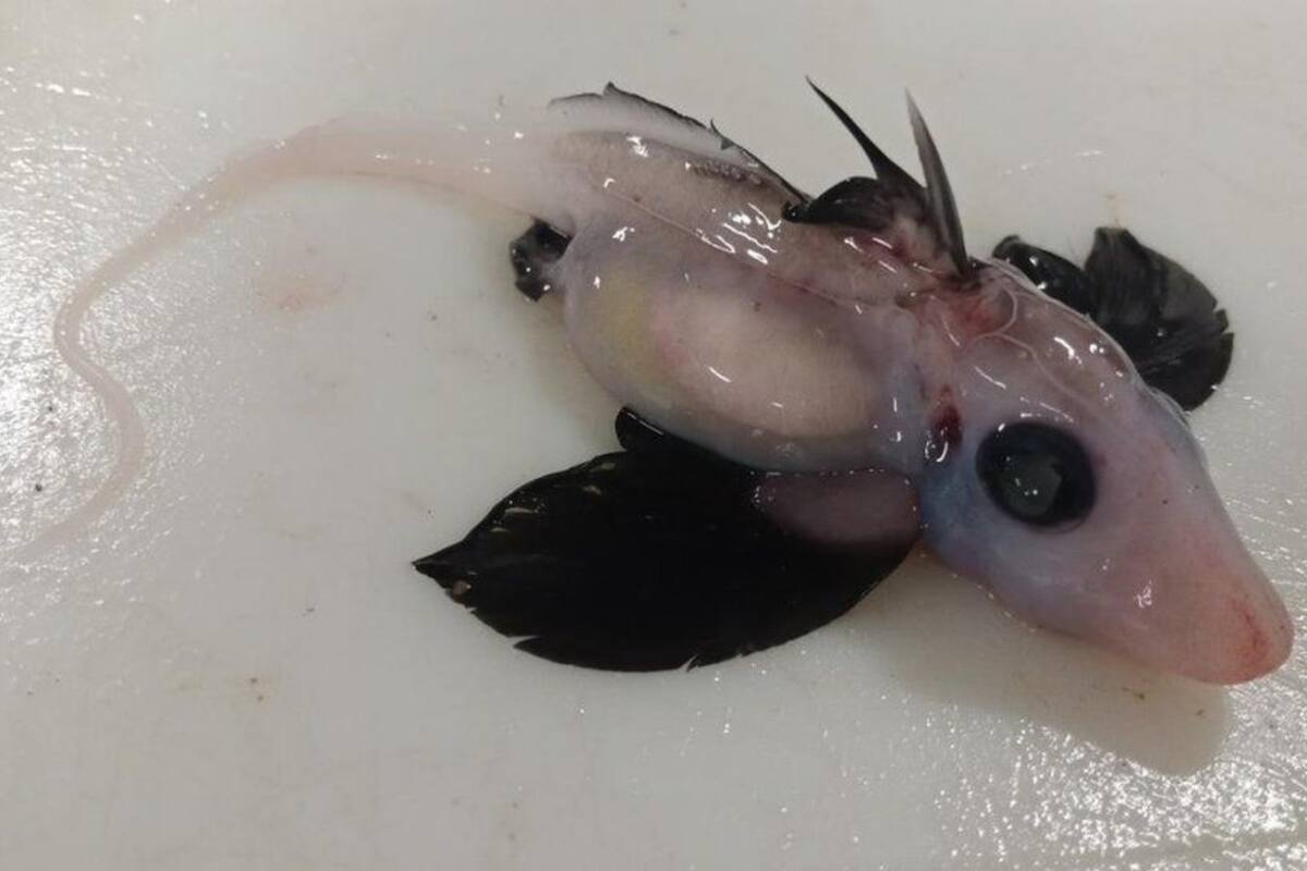 El tiburón fantasma bebé, un extraño hallazgo para la ciencia (Crédito: Brit Finucci)