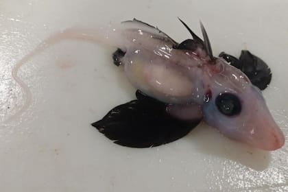 El tiburón fantasma bebé, un extraño hallazgo para la ciencia (Crédito: Brit Finucci)