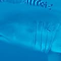 Registran por primera vez a un gran tiburón blanco adulto en aguas del Mediterráneo