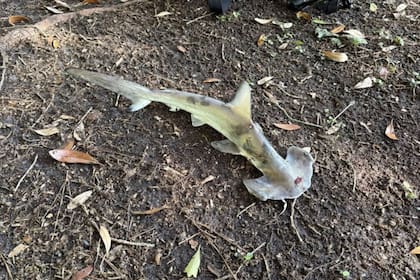 El tiburón martillo que "llovió del cielo" en Carolina del Sur