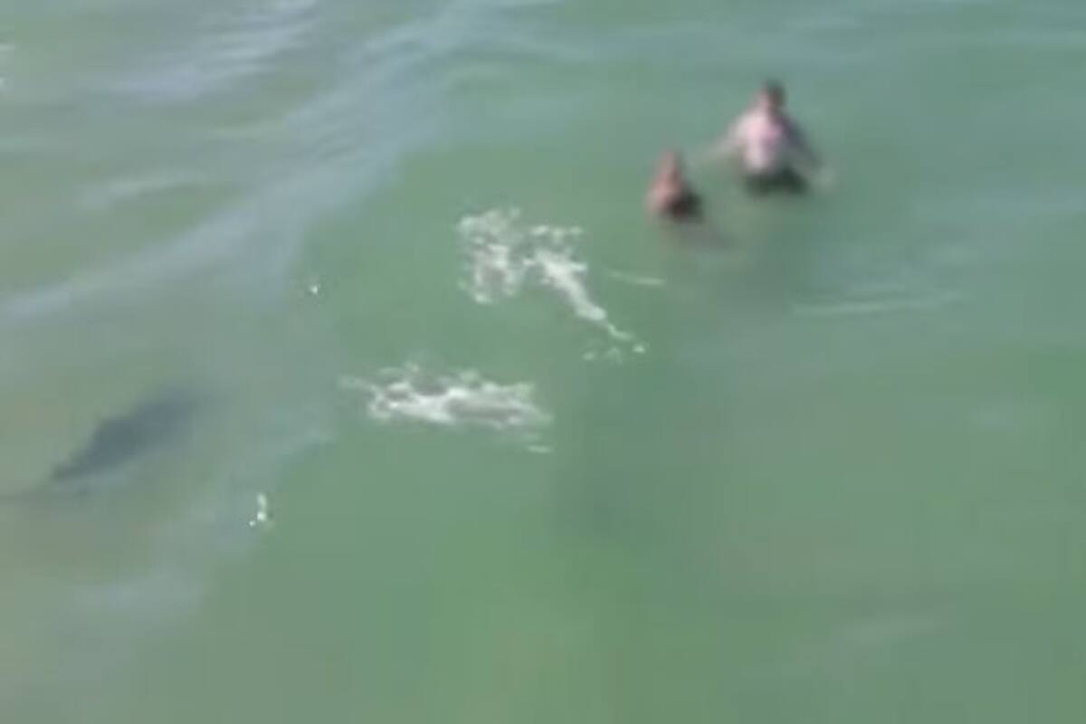 El tiburón se acercó a varios grupos de bañistas en Daytona Beach, Florida