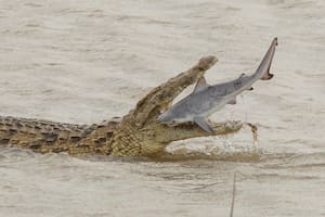 El tiburón toro había sido empujado río abajo debido a las lluvias excesivas, aseguró el científico que presenció la escena