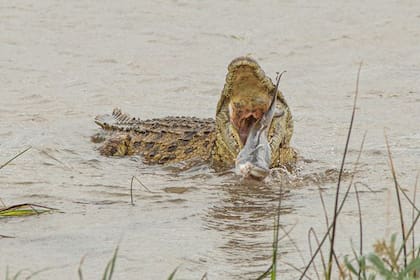 El tiburón toro hizo un intento desesperado por escapar