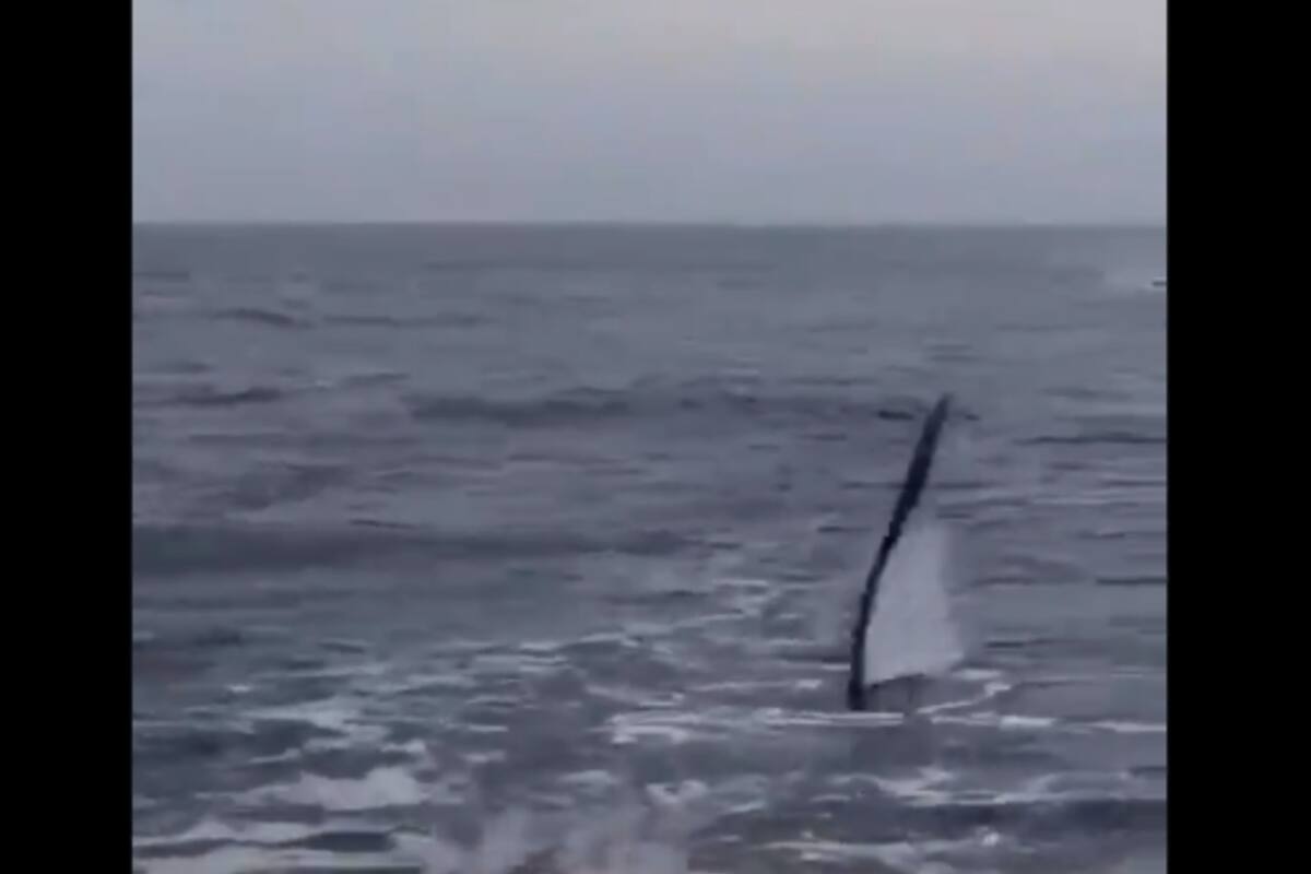 El tiburón utiliza su cola como si fuera un látigo