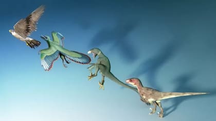 El tiempo evolutivo, al menos para organismos más grandes y complejos, puede ser lento