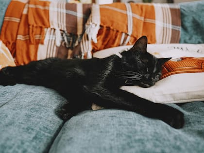 El tiempo que los gatos destinan a dormir varía según la edad que posean