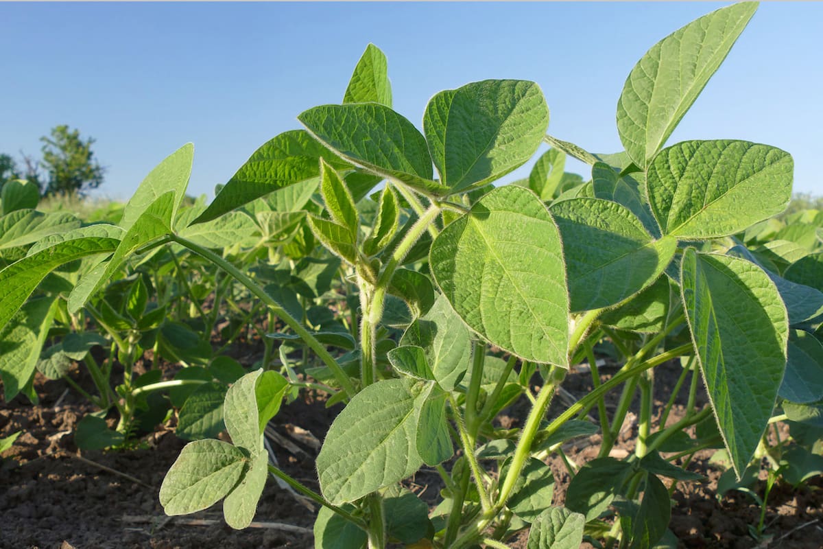El tiempo seco condiciona el desarrollo de los cultivos de soja en amplias zonas agrícolas de Sudamérica