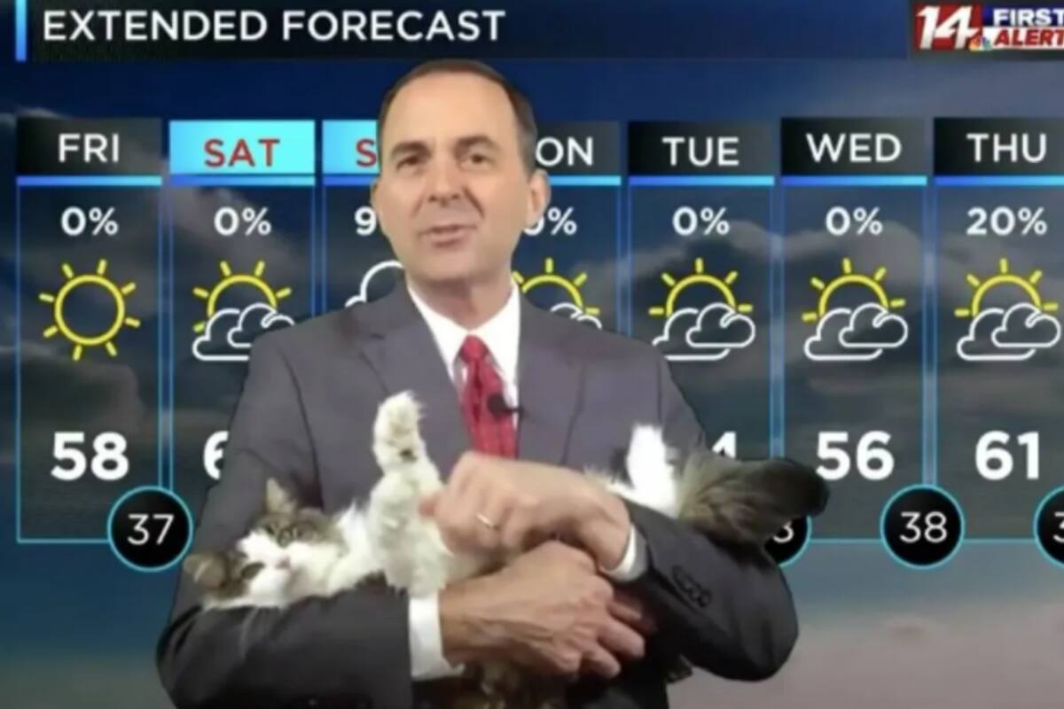 El tierno felino ahora es una estrella del noticiero. Fuente: 14 News/Facebook