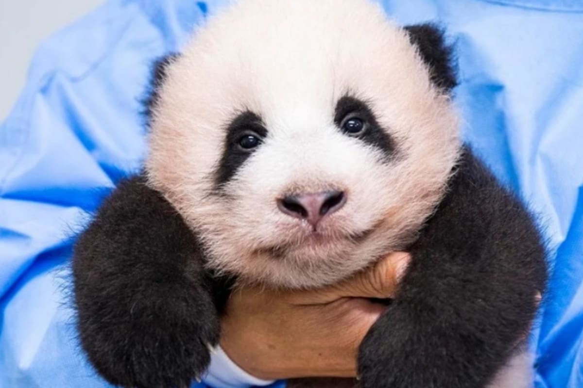 El tierno video de un panda aferrándose a su cuidador se volvió viral en las últimas horas. Se trata de Fu Bao, una verdadera estrella del mundo animal, oriundo de Corea del Sur