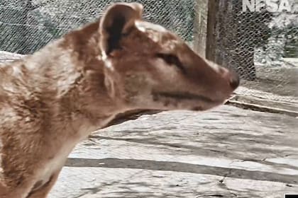 El tigre de Tasmania era un animal seminocturno y principalmente solitario