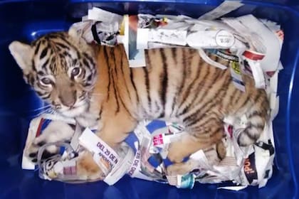 El tigre fue encontrado en una caja de plástico a punto de ser enviado por correo