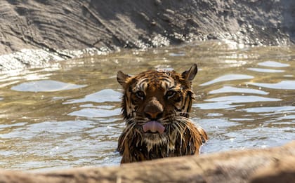 El tigre Negus disfruta de nadar en su nuevo hábitat