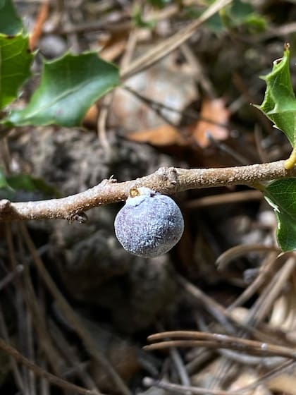 El tinte rojo lo obtuvieron del gusano escarlata hace 3800 años