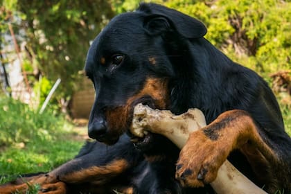 El tipo de dieta cruda intenta ofrecerles a perros y gatos una alimentación lo más cercana posible a lo que podrían encontrar en la naturaleza (Foto Pexels)