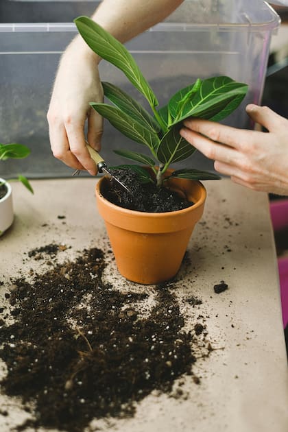 El tipo de sustrato que se utiliza puede marcar la diferencia en el desarrollo de una planta