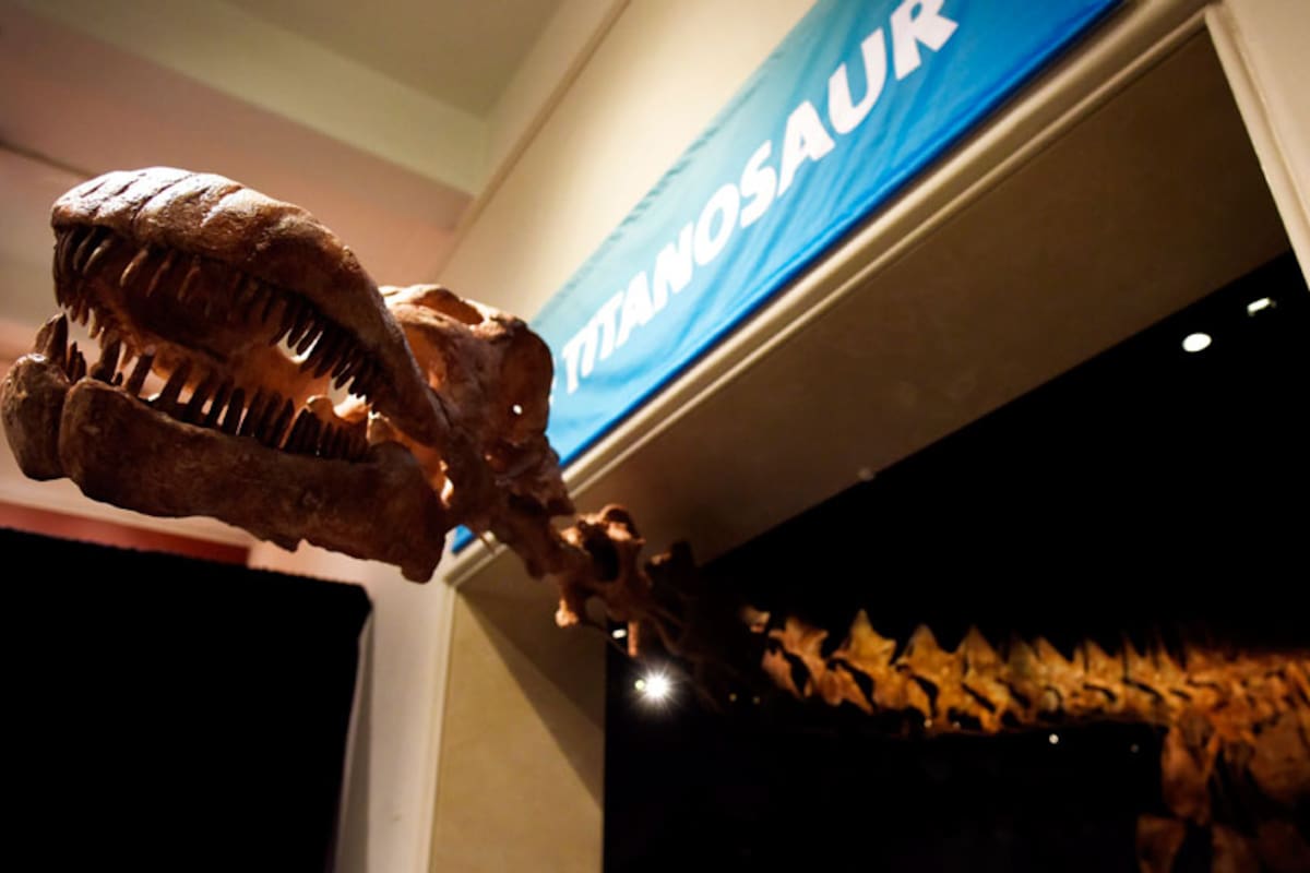 El tiranosaurio hallado en la Patagonia, exhibido en Nueva York