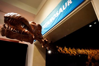 El titanosaurio hallado en la Patagonia, exhibido en Nueva York