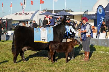 El título de Gran Campeón Hembra fue para la cabaña Arandú
