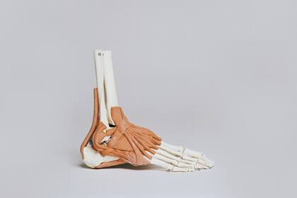 El tobillo está conformado por el extremo inferior de la tibia y el peroné hacia arriba y el astrágalo abajo, unidos por ligamentos articulares y atravesado por tendones y músculos.
