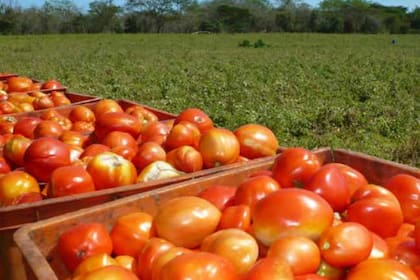 El tomate, bajo la denominación científica solanum lycopersicum, se cultiva con doble propósito: para consumo en fresco y para industrializar