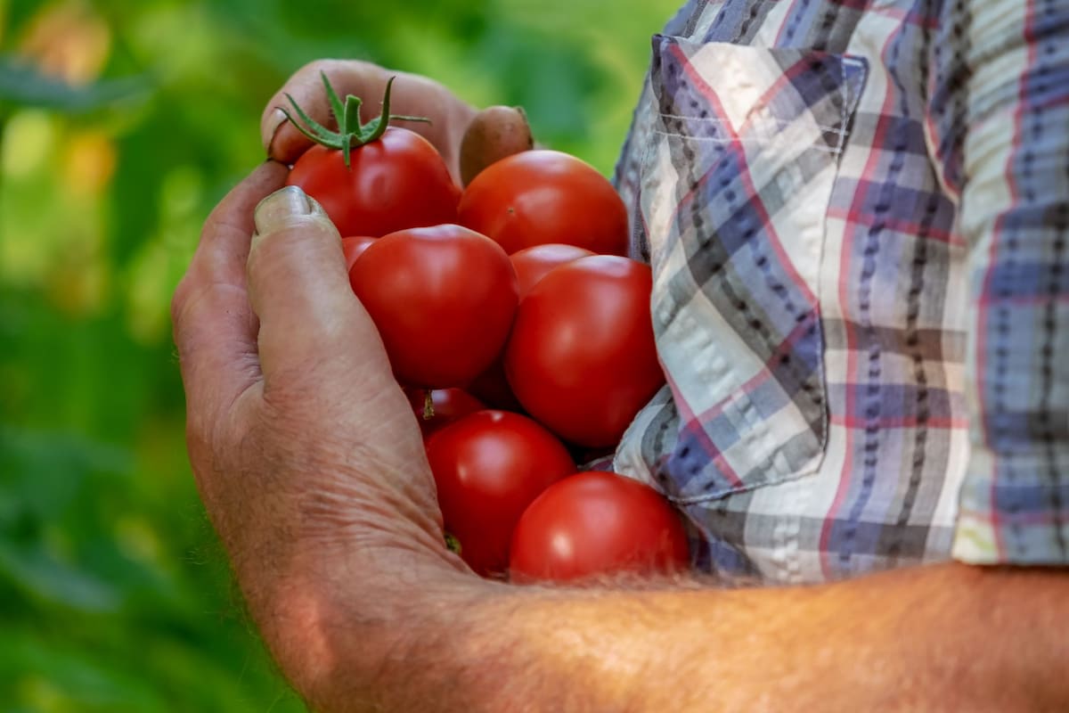 El tomate encabeza el listado de las frutas potentes por la gran proporción de nutrientes que brinda ideales para el corazón y la prevención del cáncer. Créditos: Canva