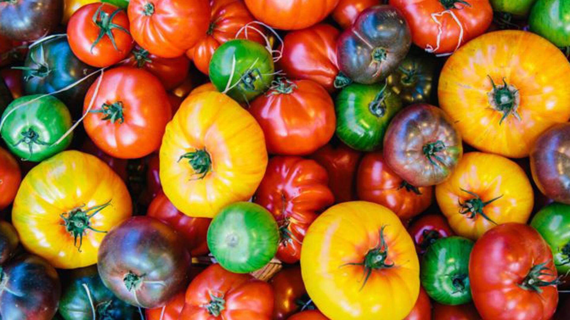 El tomate es efectivo contra la hipertensión, entre otras propiedades