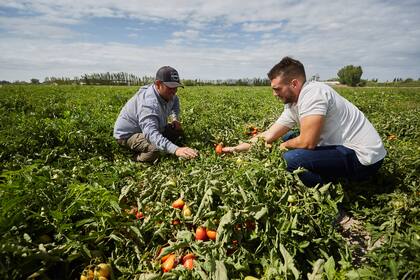 El tomate, la papa y el zapallo representan el 70% de la producción de hortalizas en el verano