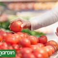 Por qué hoy los tomates de las góndolas tienen menos sabor que antes