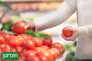 Por qué hoy los tomates de las góndolas tienen menos sabor que antes
