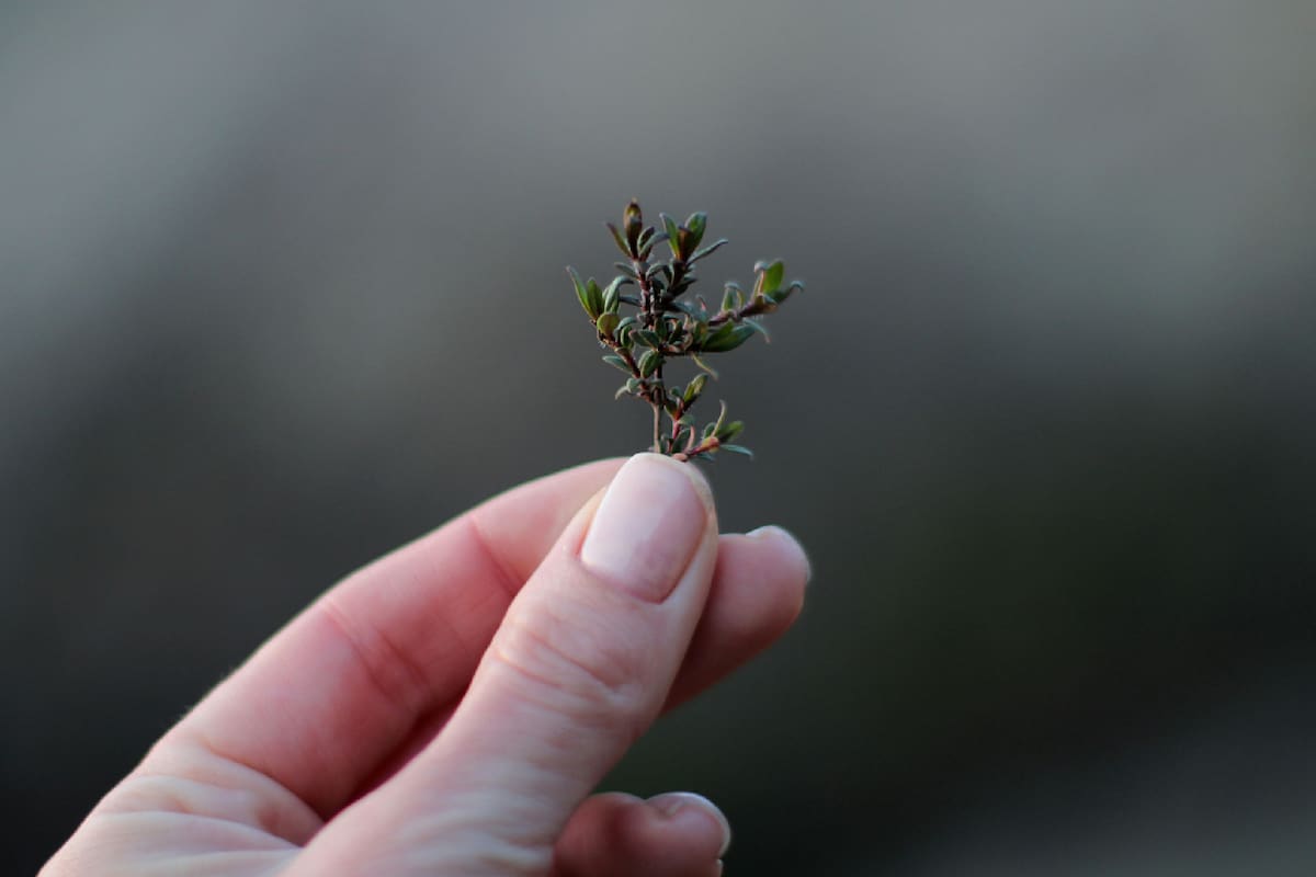 El tomillo es popular debido a sus múltiples beneficios para la salud