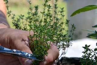 Cuál es la planta aromática que además de saborizar comidas es un aliado infalible contra la tos