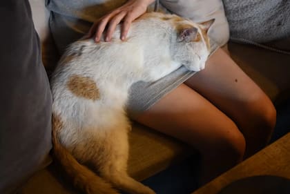 El tono de voz del humano es una de las variables que se pone en juego dentro de la decisión del gato respecto de quién es su persona favorita.