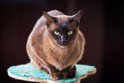 El tono más común de los gatos birmanos es el café