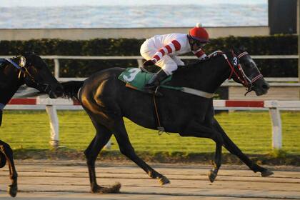 El tordillo Miriñaque ganó sus dos últimas carreras, las únicas que corrió en pruebas de codo