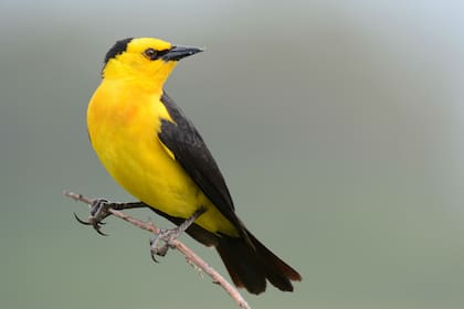 El tordo amarillo es típico de los pastizales y humedales pampeanos; hoy, solamente quedan alrededor de 600 ejemplares en todo el país