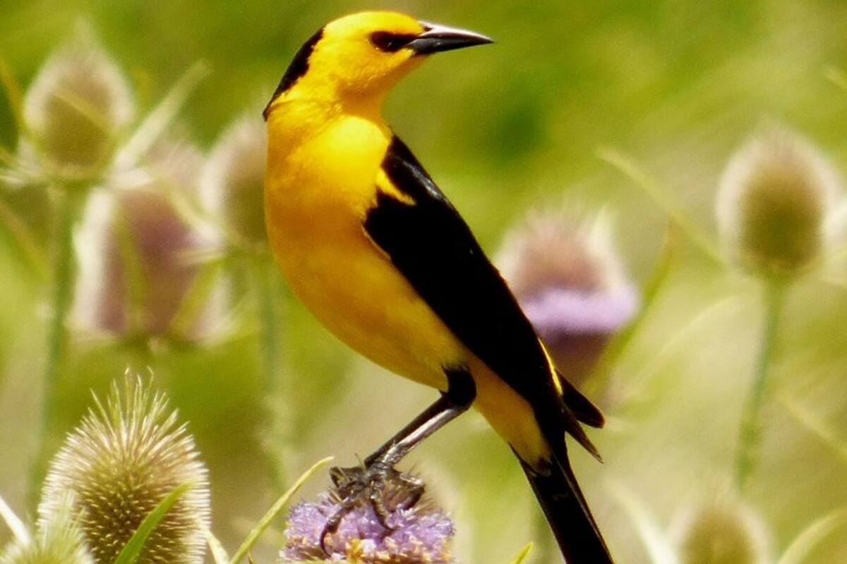 El tordo amarillo, una de las aves que pueden verse en avesargentinas.org.ar