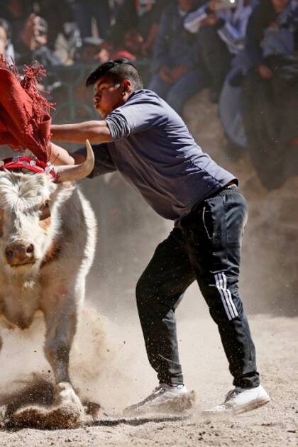 El torero busca sacar una vincha que el toro lleva en las astas; esta tradición forma parte de los festejos por el día de la Asunción de la Virgen