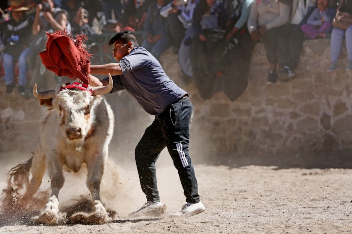 El torero busca sacar una vincha que el toro lleva en las astas; esta tradición forma parte de los festejos por el día de la Asunción de la Virgen
