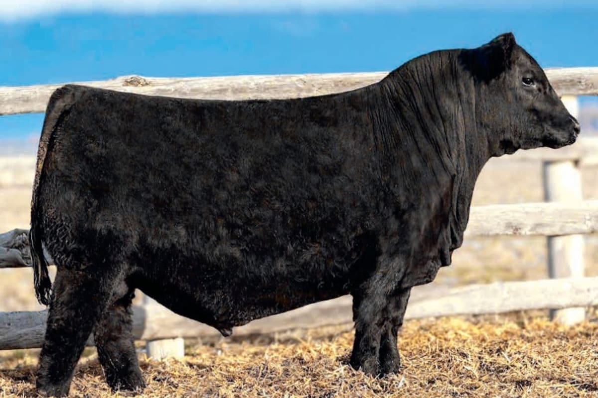 El toro adquirido en el remate de Coleman era hijo de “Palermo”, un reproductor argentino cuya genética combina sangre de Serrucho