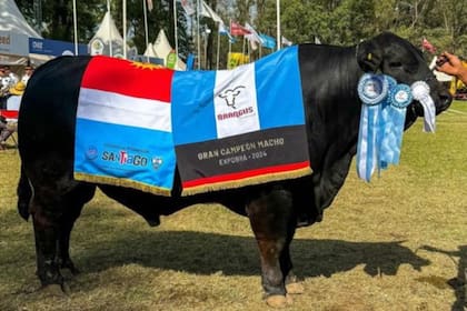 El toro Brangus Kukal que fue subastado en $180 millones