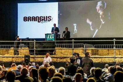 El toro Brangus que el año pasado marcó $2,45 millones