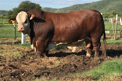 Caín, de la cabaña La Dominga resultó elegido mejor toro del mundo de la raza Braford