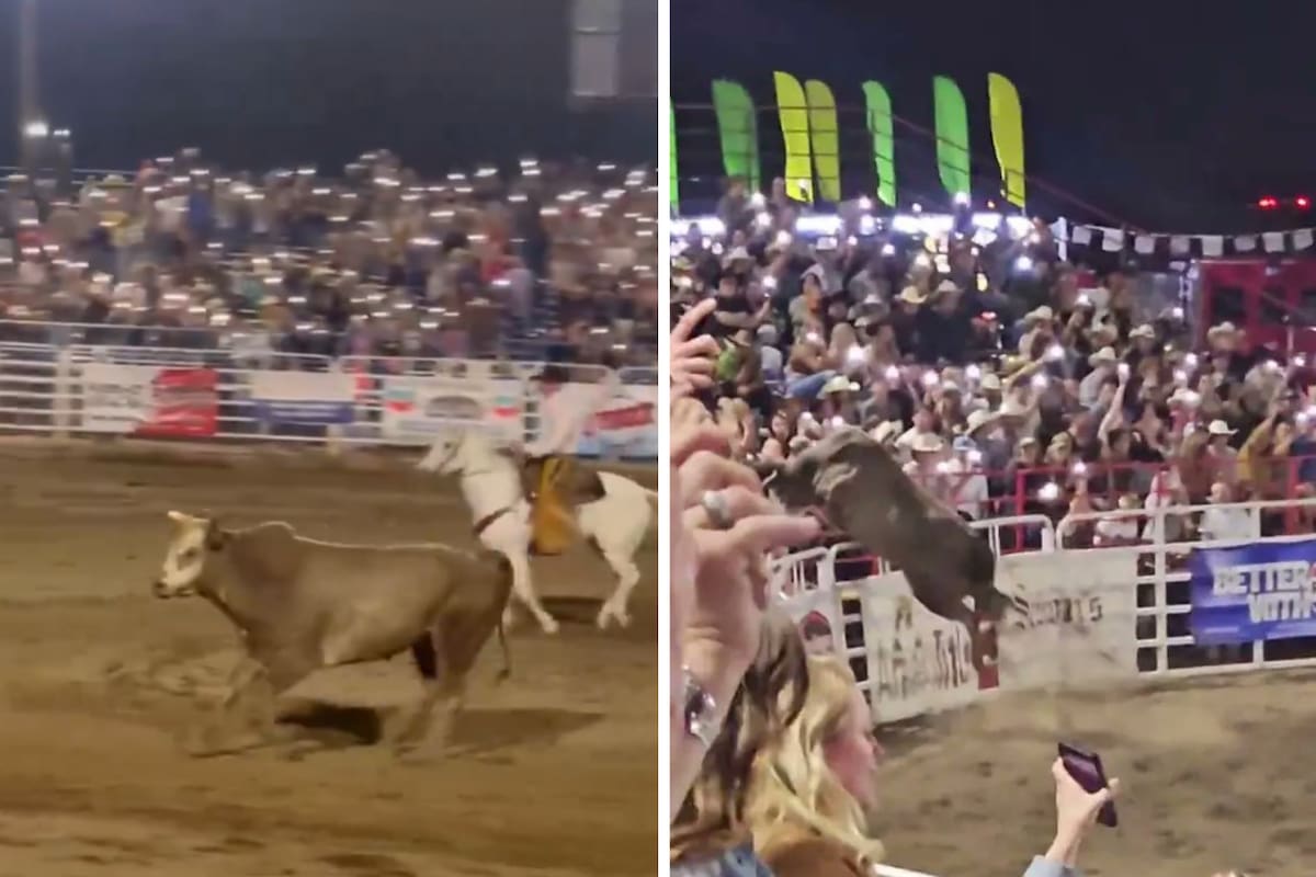 El toro causó un caos en la tribuna, el patio de comidas y el estacionamiento