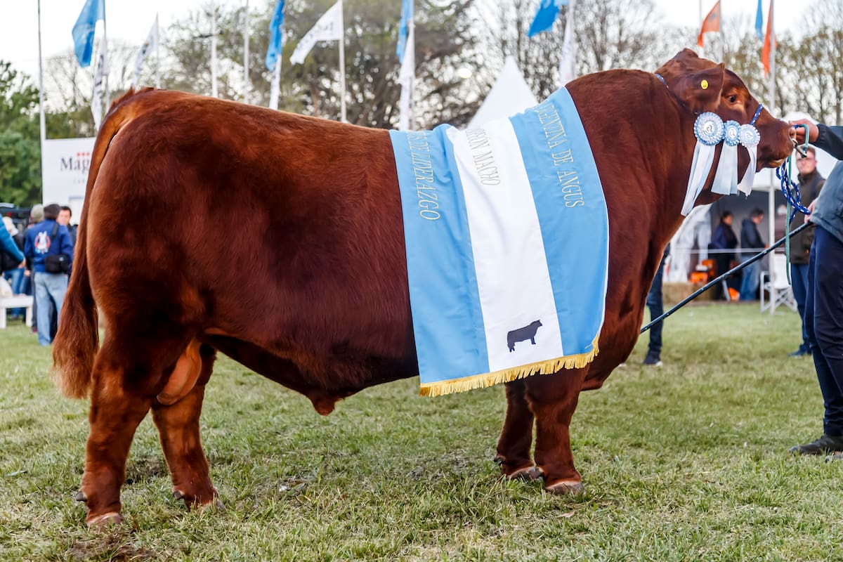 El toro colorado de la Cabaña Santa Rosa de Indio Nuevo se alzó con el Gran Campeón Macho en la Exposición Nacional de Primavera de la raza Angus